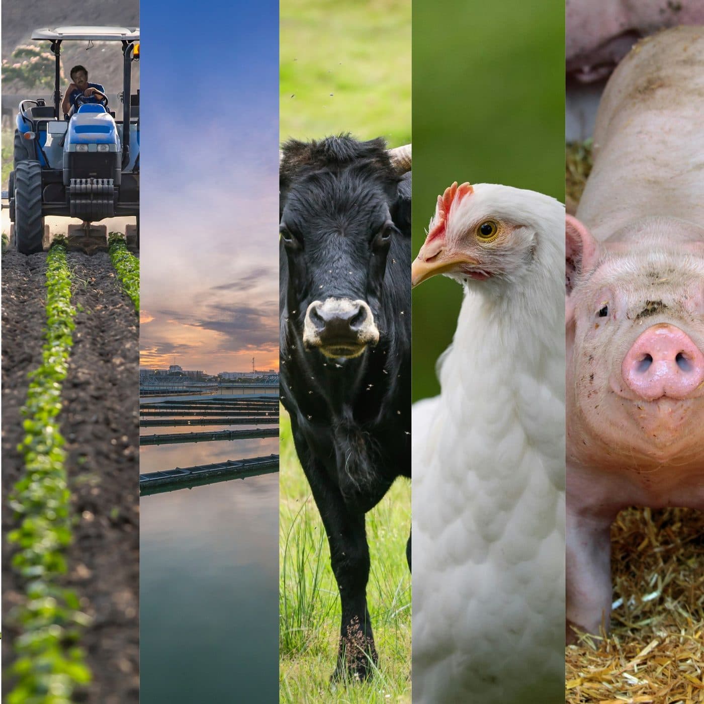 Agricultura, água e produção animal conectadas pela biotecnologia